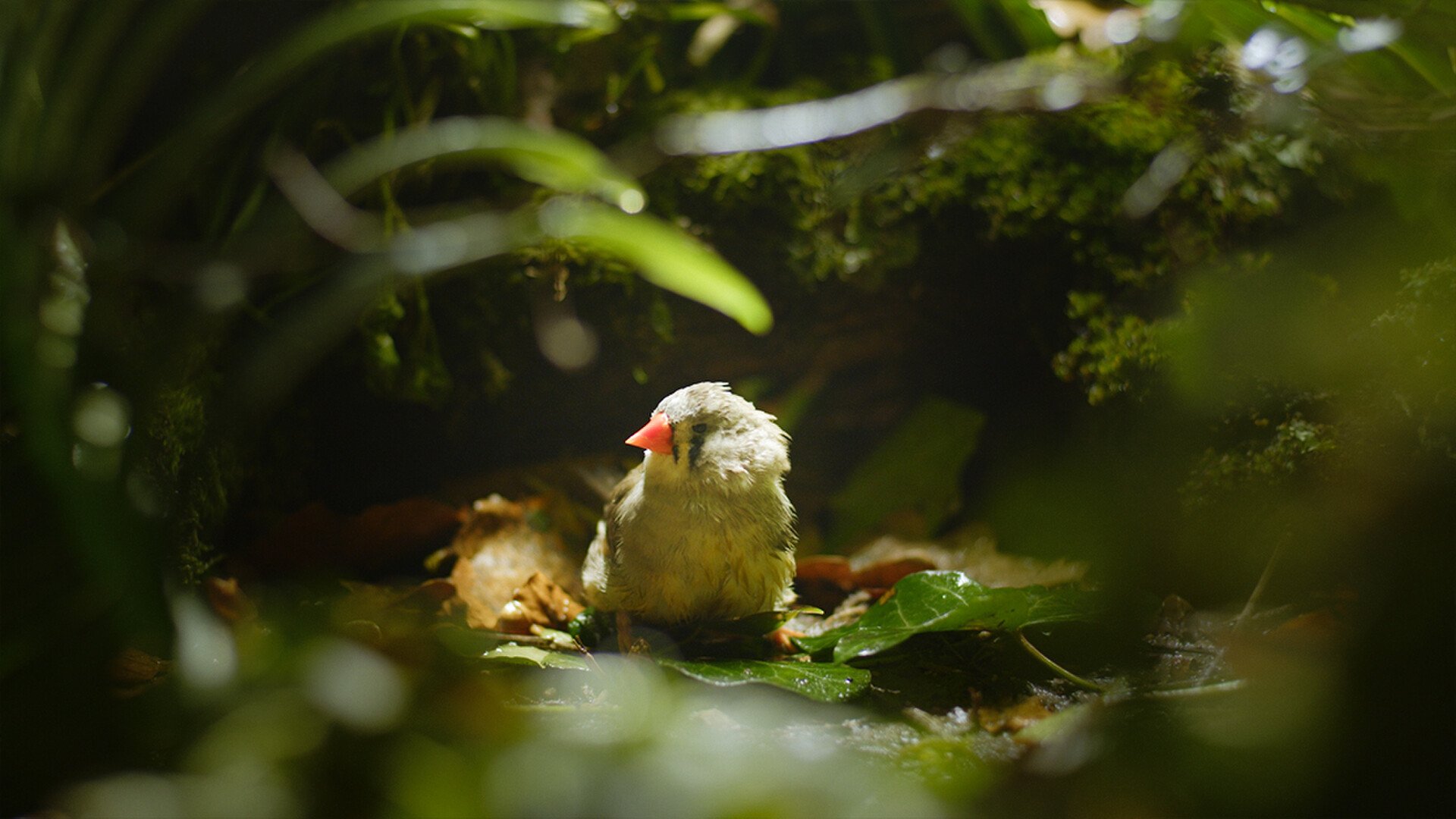 NATURE ATTACK